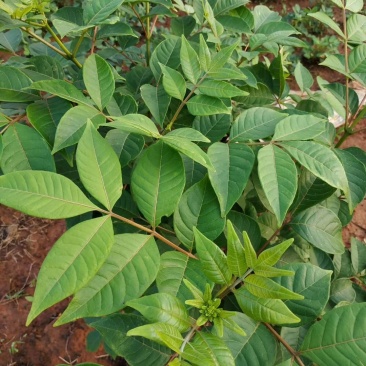 吴茱萸苗