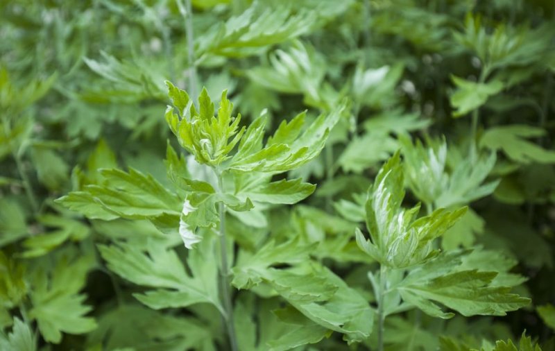 艾草叶中药材泡脚除菌止痒