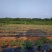 炎炎夏日，蔓荆子苗基地施肥