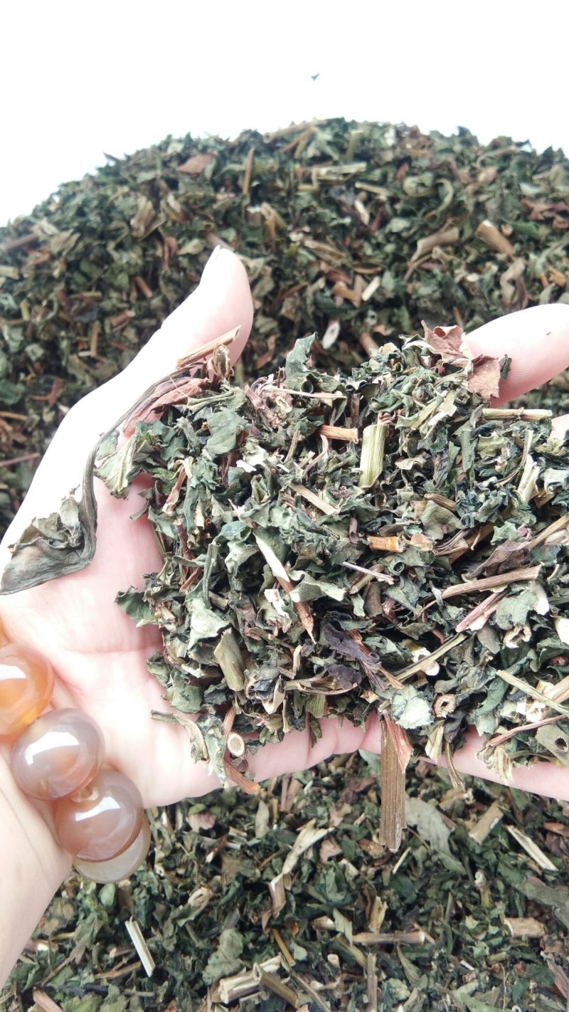 黄花败酱草