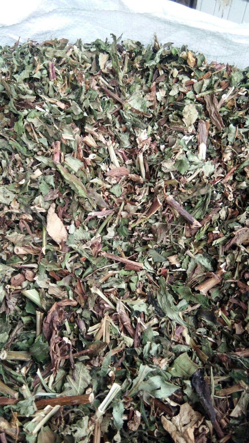 黄花败酱草