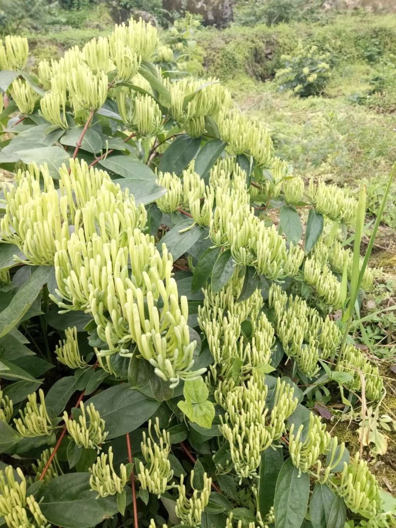 湖南山银山苗大量供应产区直供无中间商差价包回收包技术指导