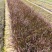 紫叶狼尾草高度20到30厘米福建苗木
