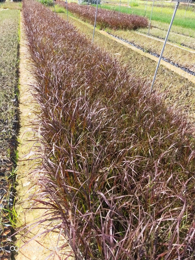 紫叶狼尾草高度20到30厘米福建苗木
