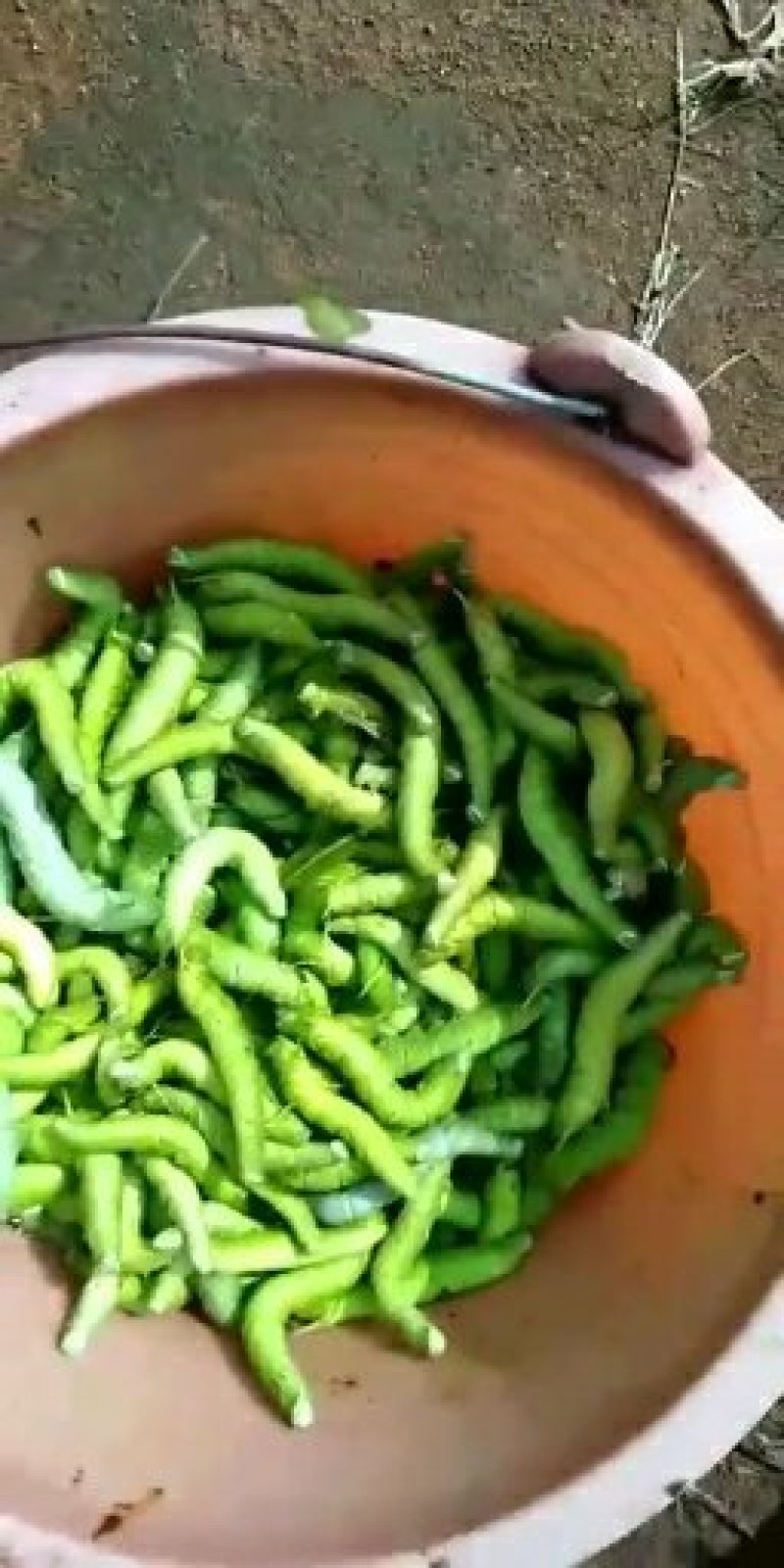 豆虫是一种高营养食材，它含有大量优质蛋白质，而且脂肪含量
