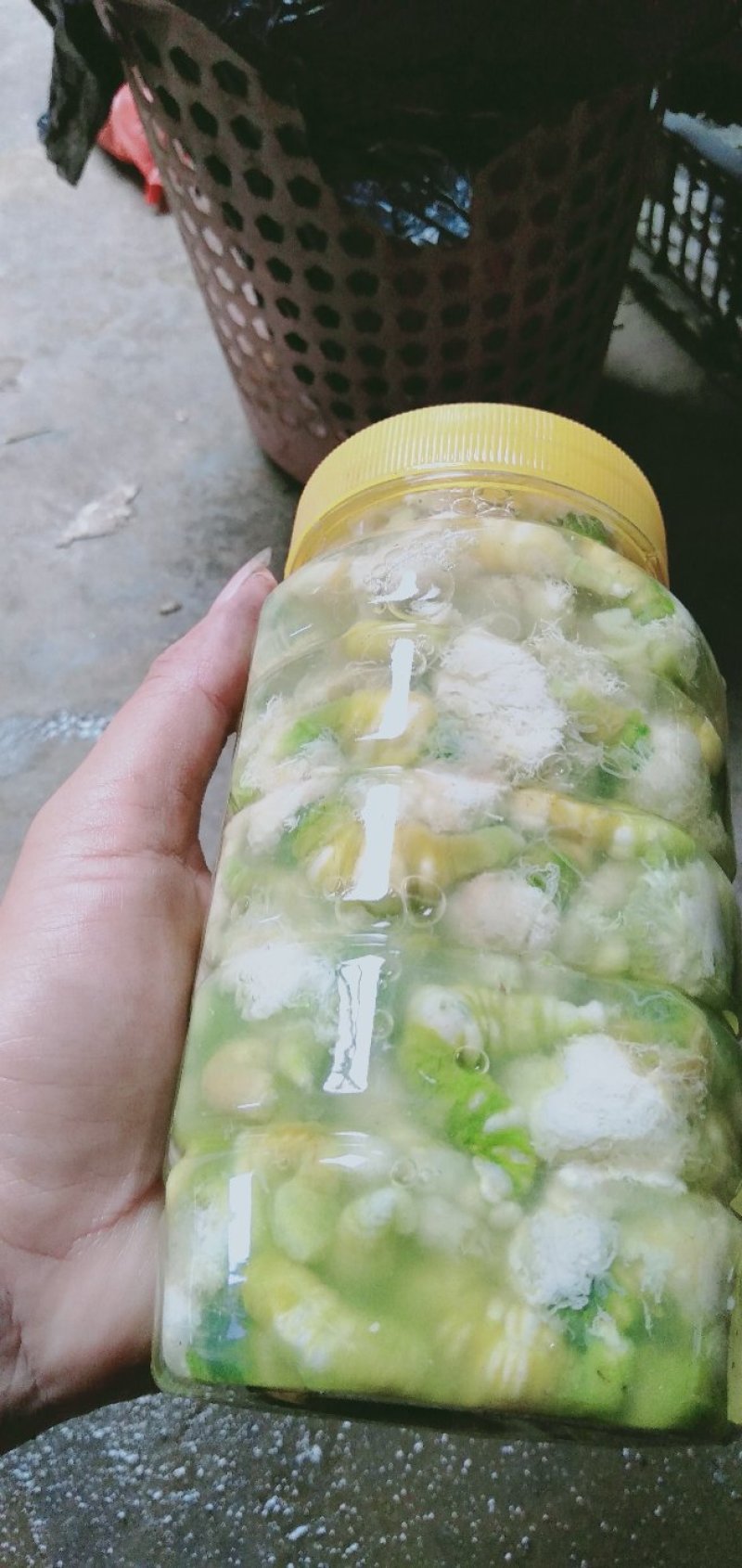 豆虫是一种高营养食材，它含有大量优质蛋白质，而且脂肪含量