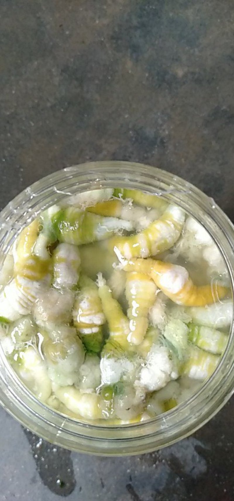 豆虫是一种高营养食材，它含有大量优质蛋白质，而且脂肪含量