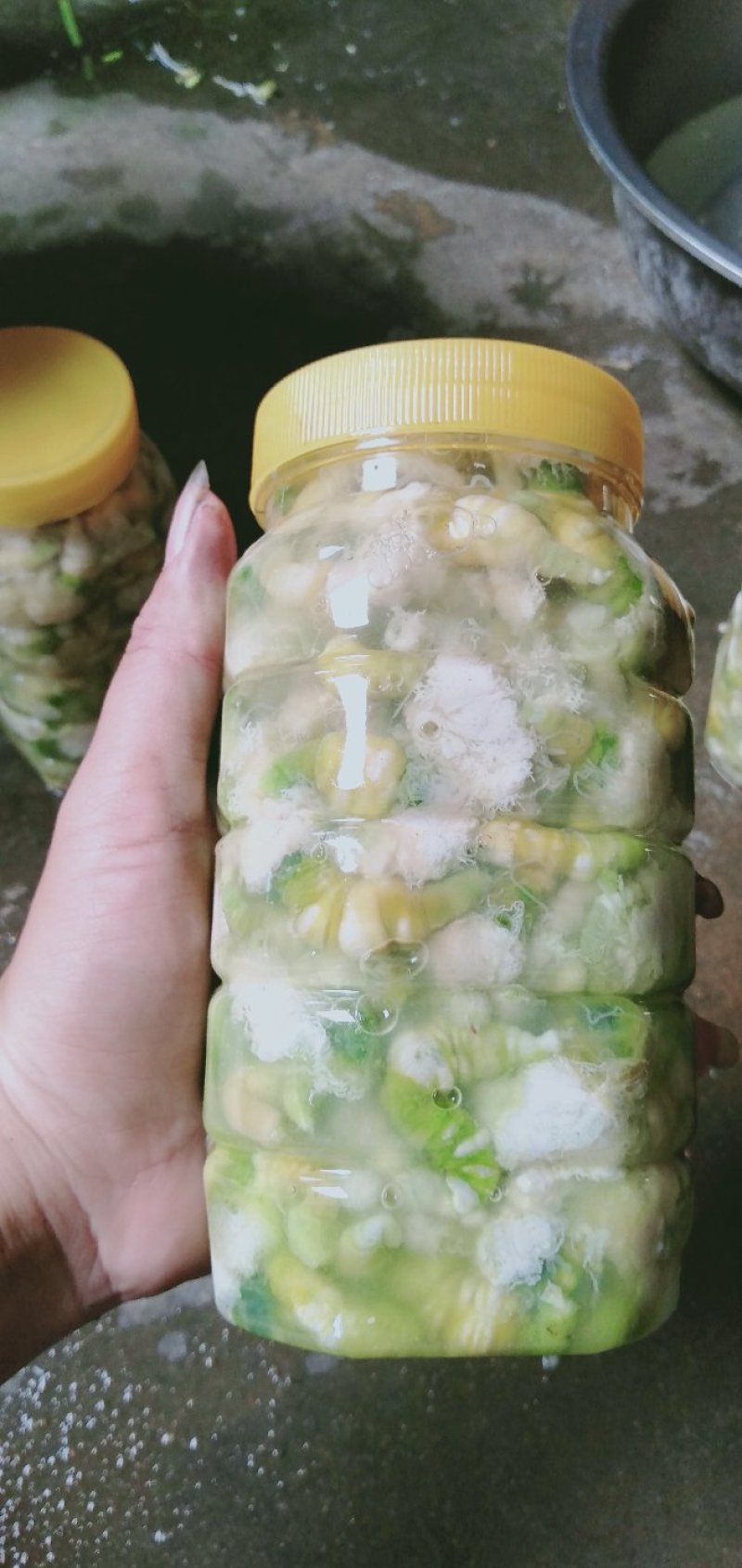 豆虫是一种高营养食材，它含有大量优质蛋白质，而且脂肪含量