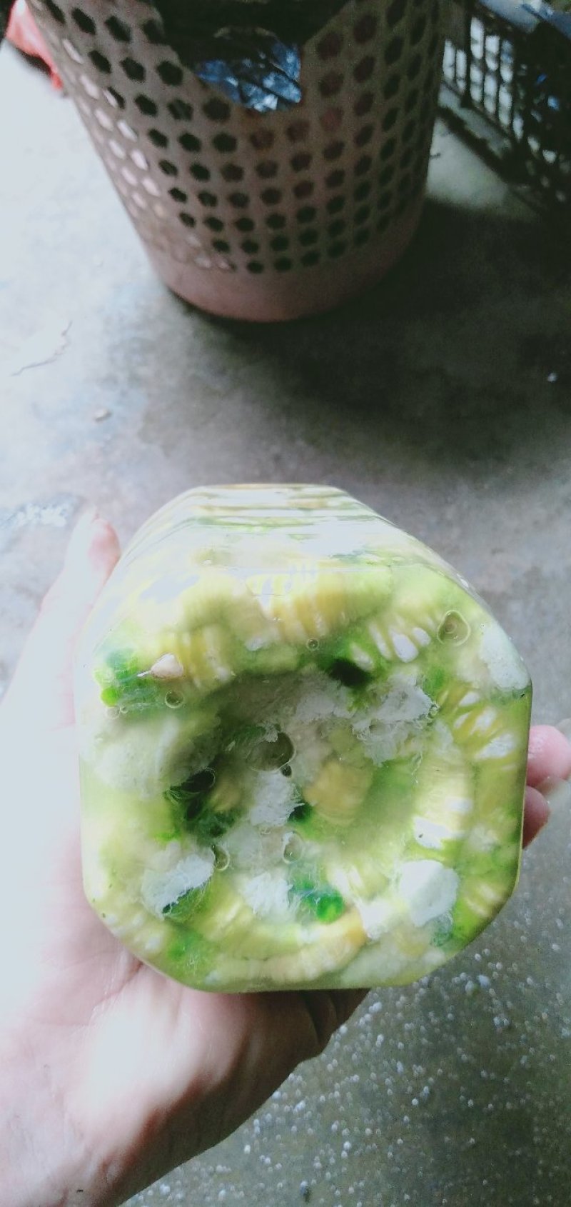 豆虫是一种高营养食材，它含有大量优质蛋白质，而且脂肪含量