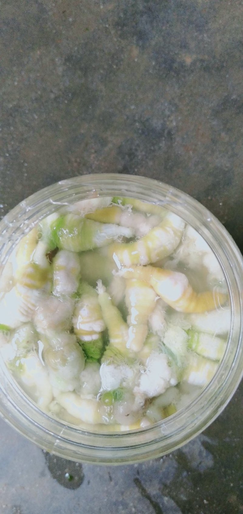 豆虫是一种高营养食材，它含有大量优质蛋白质，而且脂肪含量