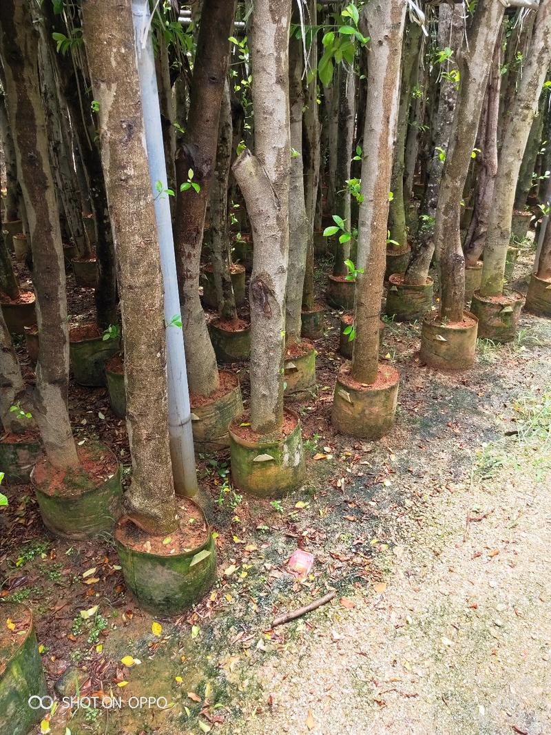 小叶榕米径9到15公分插杆福建漳州苗木基地
