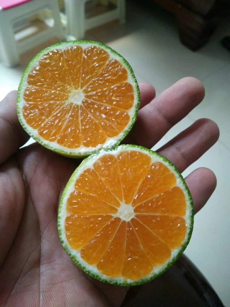 云南蜜橘，高原无核柑橘，云南原场地代收代办