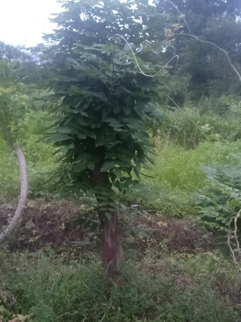多花紫藤大树供应，多花紫藤大树基地！