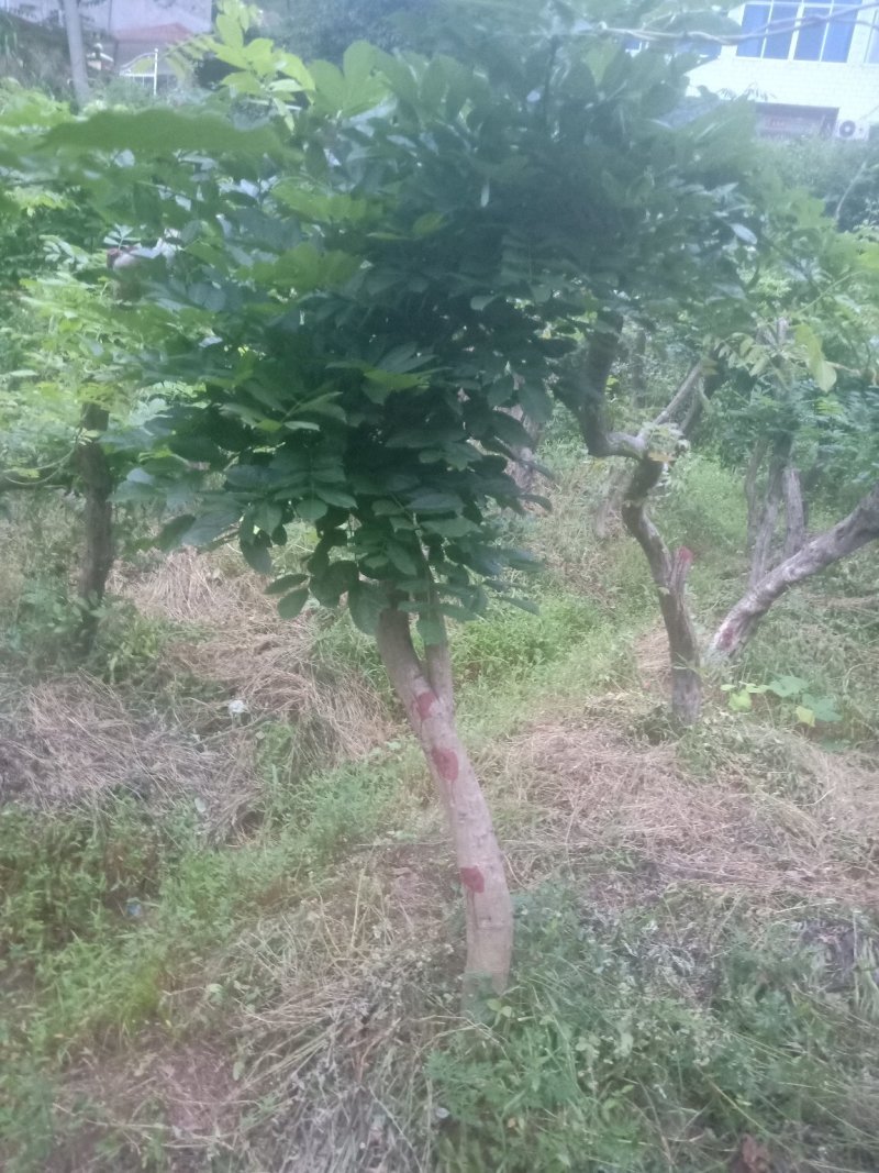 多花紫藤大树供应，多花紫藤大树基地！