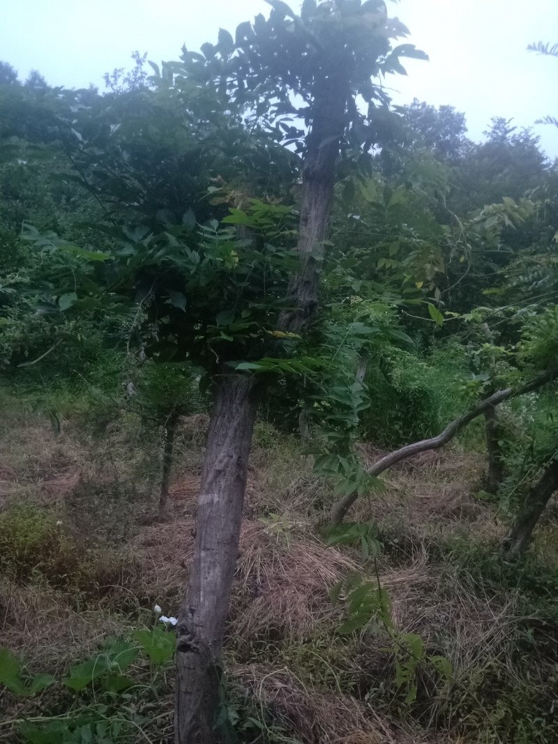 多花紫藤大树供应，多花紫藤大树基地！