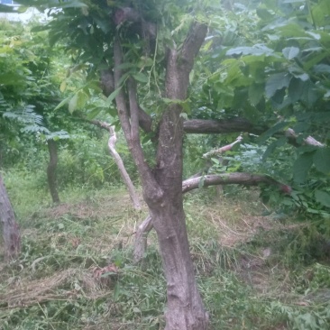 多花紫藤大树供应，多花紫藤大树基地！