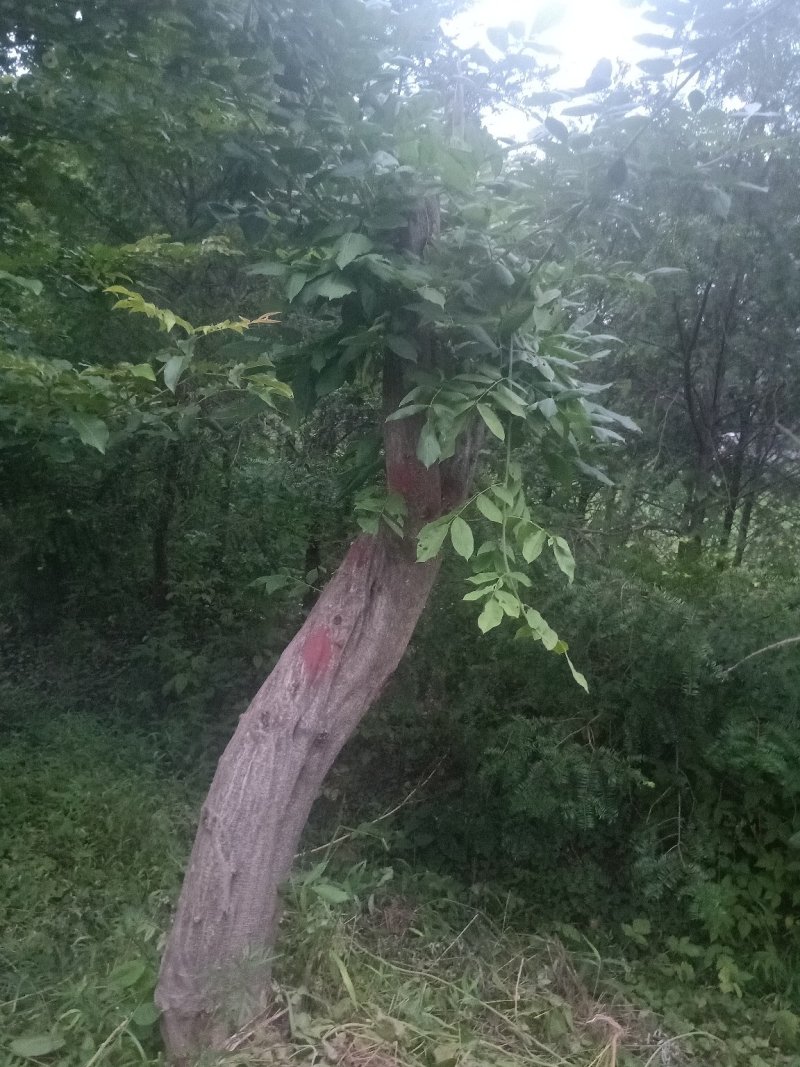 多花紫藤大树供应，，多花紫藤大树基地！