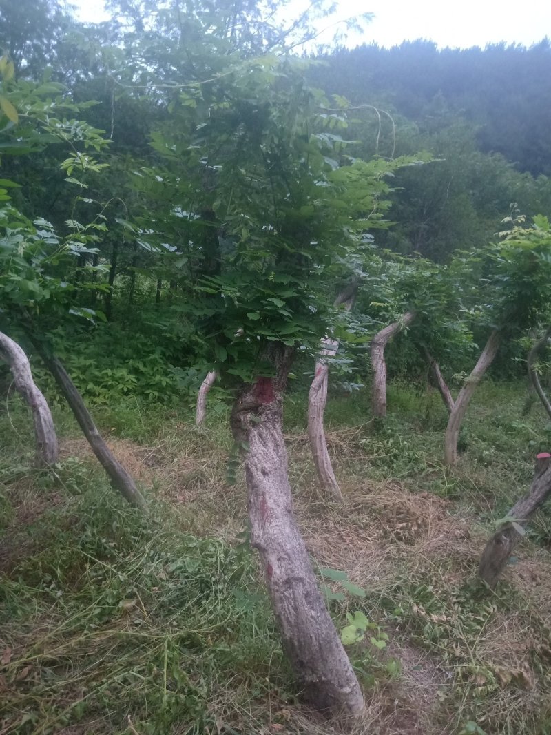 多花紫藤大树供应！多花紫藤大树培育基地！
