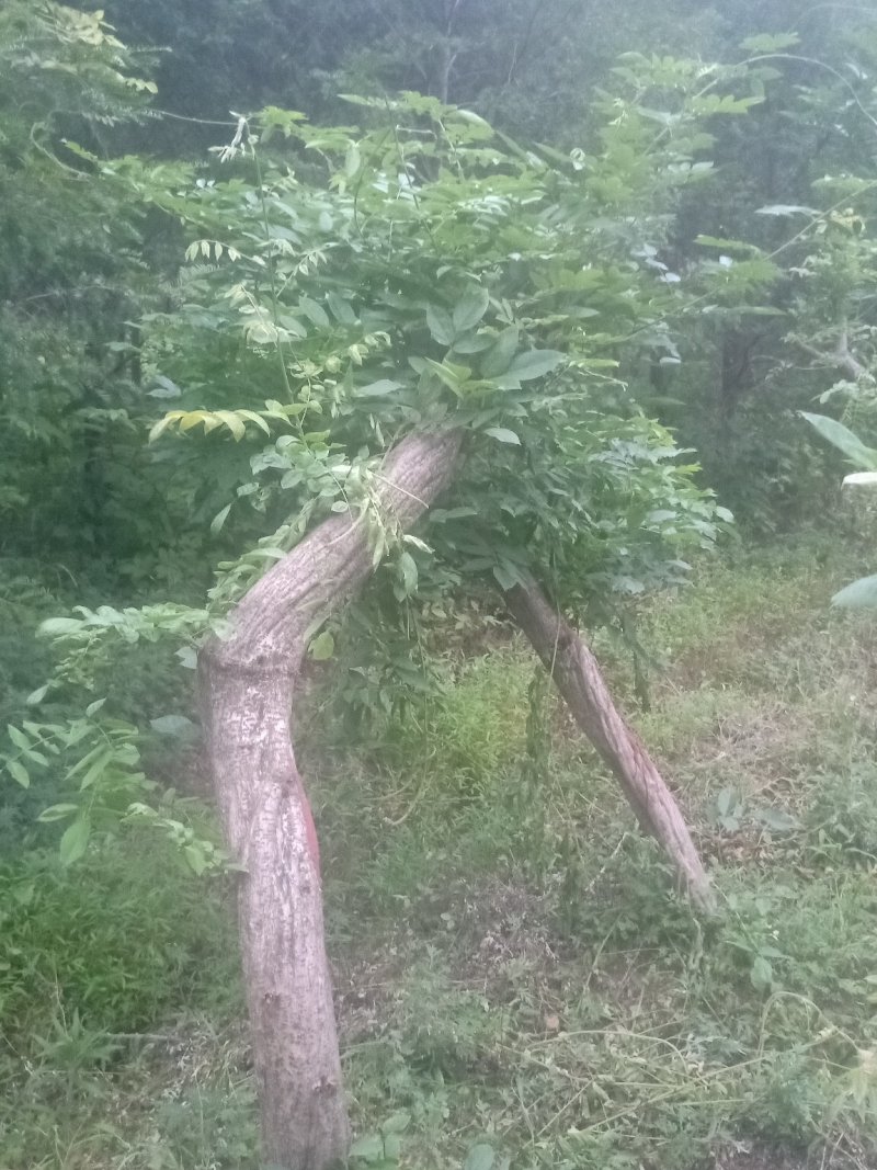 多花紫藤大树供应！多花紫藤大树培育基地！