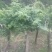 多花紫藤大树供应！多花紫藤大树培育基地！