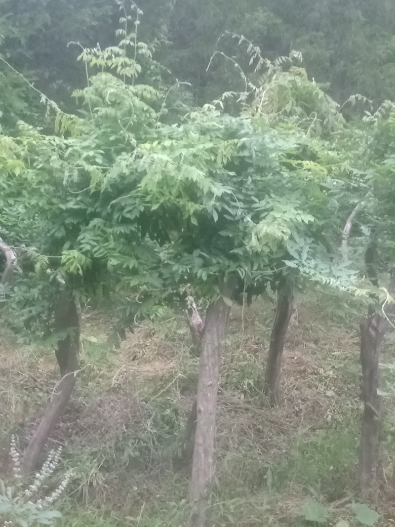 多花紫藤大树供应！多花紫藤大树培育基地！