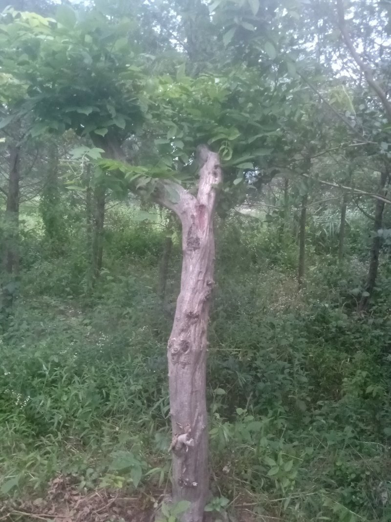 多花紫藤大树供应！多花紫藤大树培育基地！