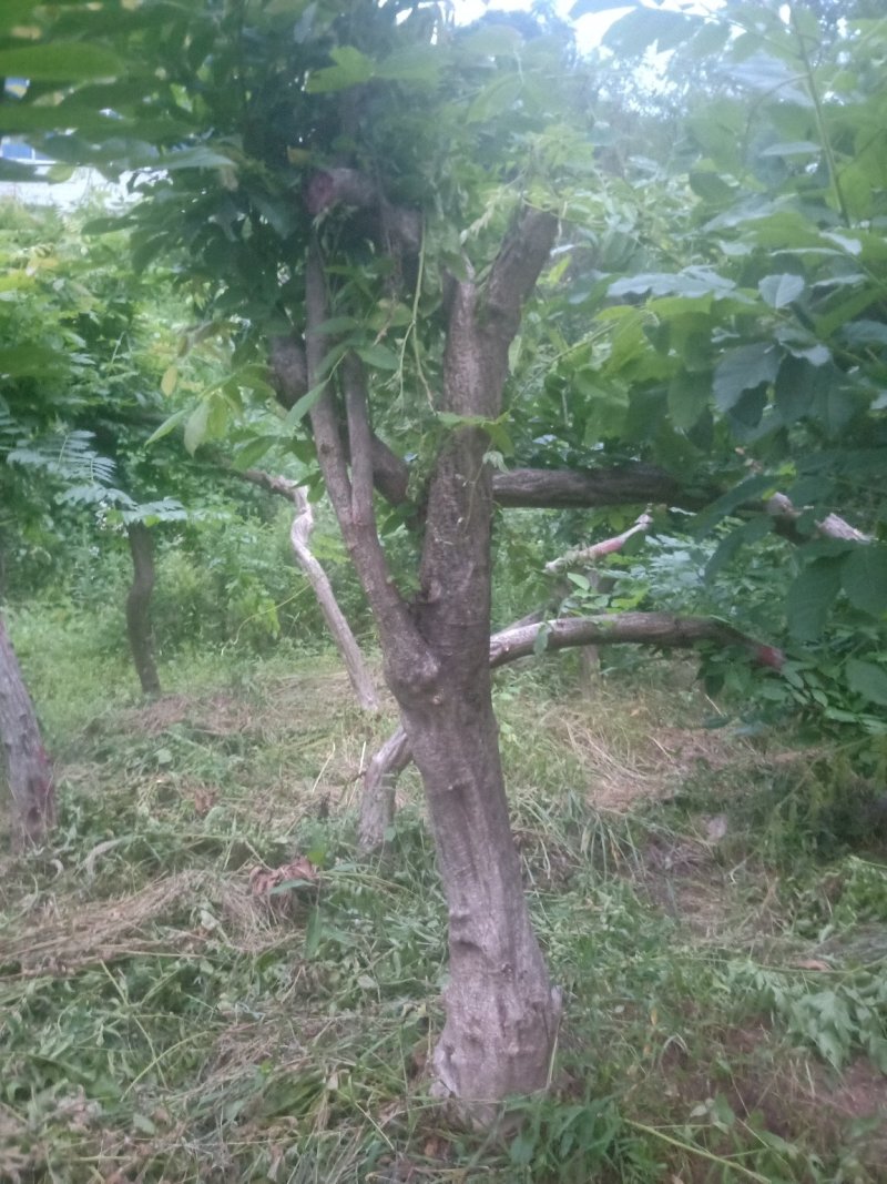 多花紫藤大树供应！多花紫藤大树培育基地！