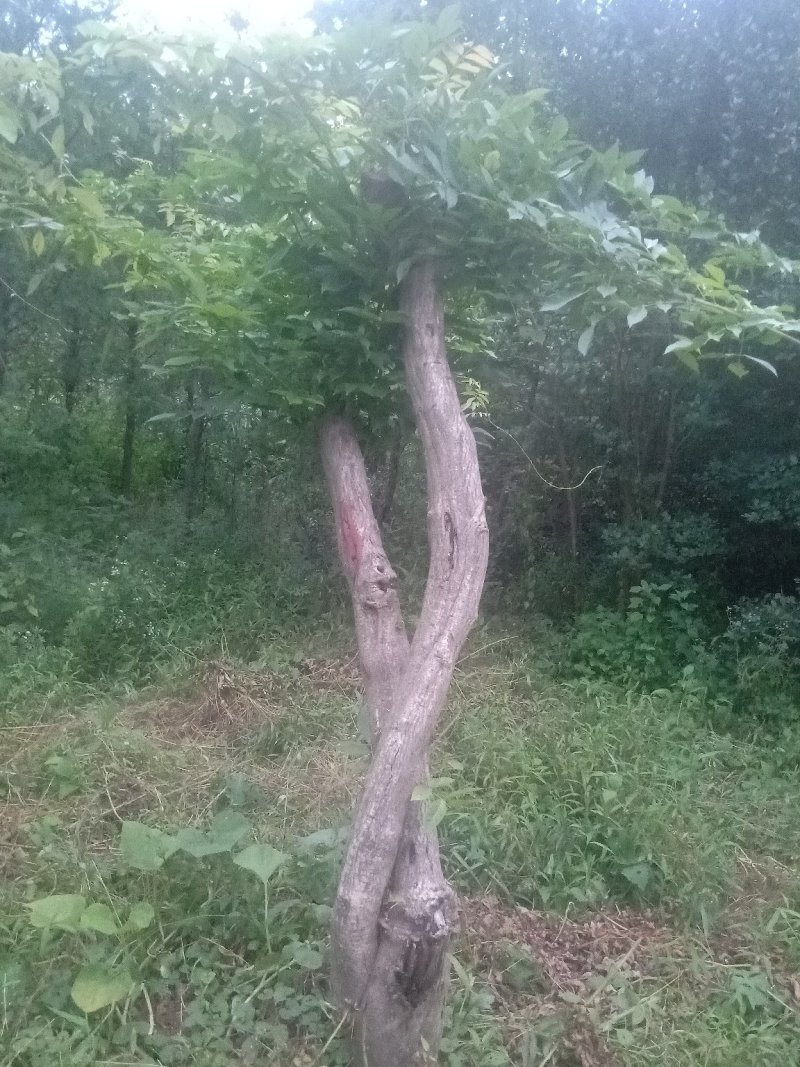 多花紫藤大树供应！多花紫藤大树培育基地！
