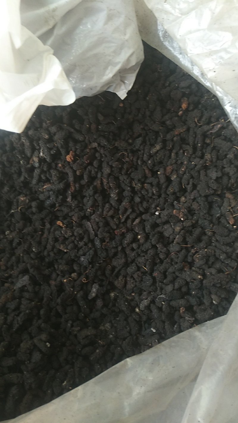 桑椹