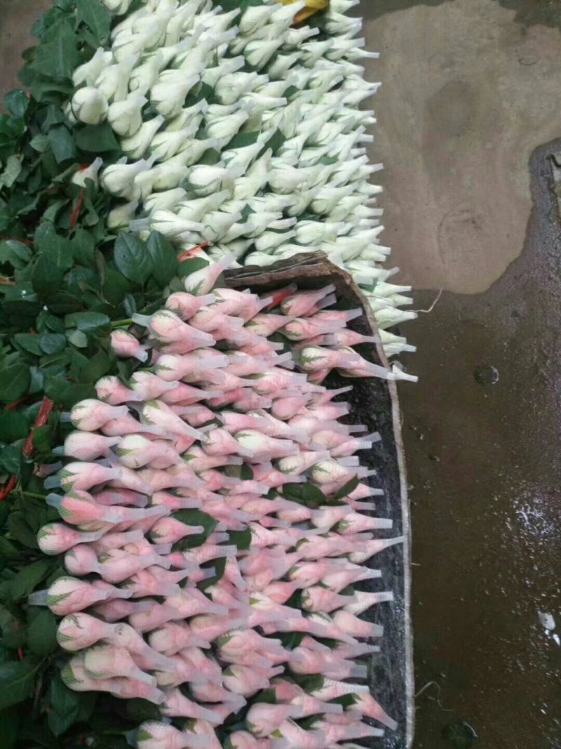山东莒县万亩鲜切花基地。