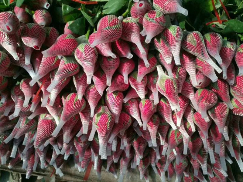 山东莒县万亩鲜切花基地。