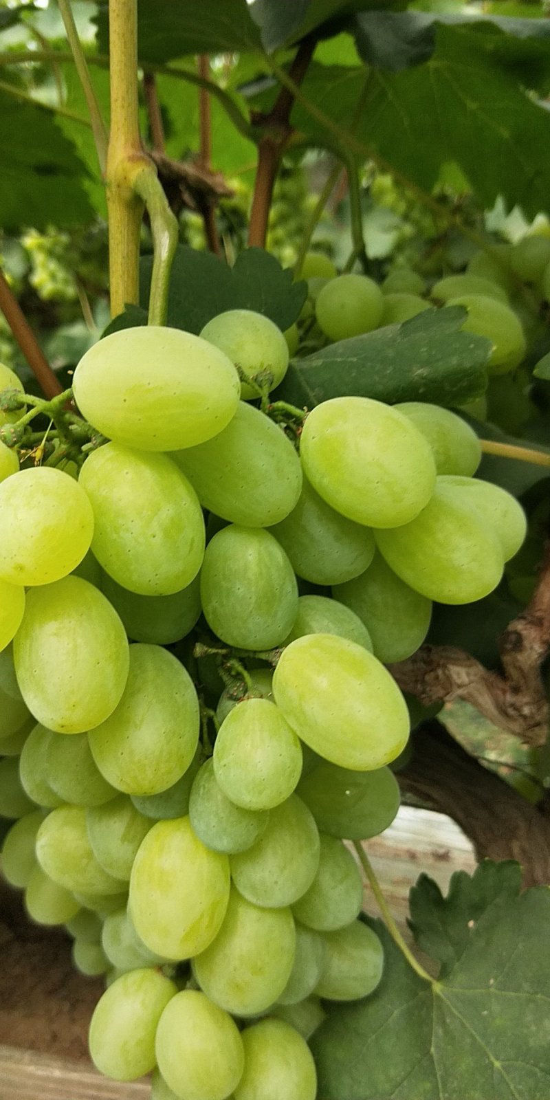 维多利亚葡萄大量上市并有阳光玫瑰红芭多A17千亩巨峰