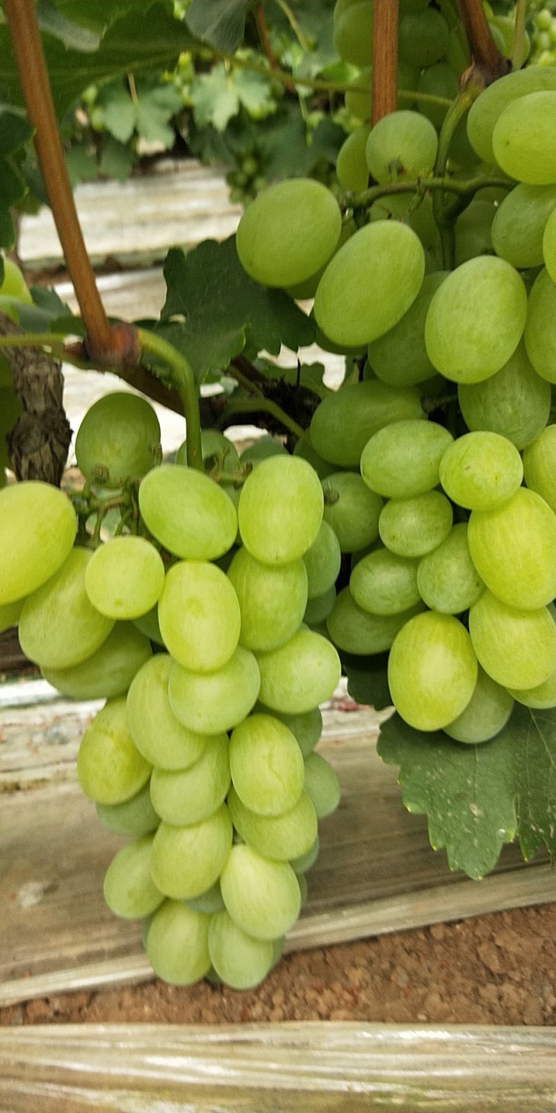 维多利亚葡萄大量上市并有阳光玫瑰红芭多A17千亩巨峰