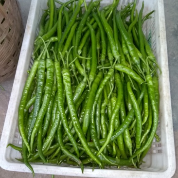 辣椒1.8