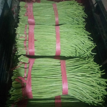 精品长豆角大量上市，常年供应各大超市、加工厂、各大市场…