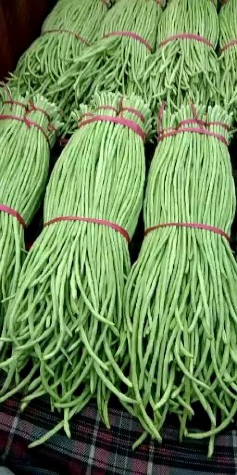精品长豆角大量上市，常年供应各大超市、加工厂、各大市场…