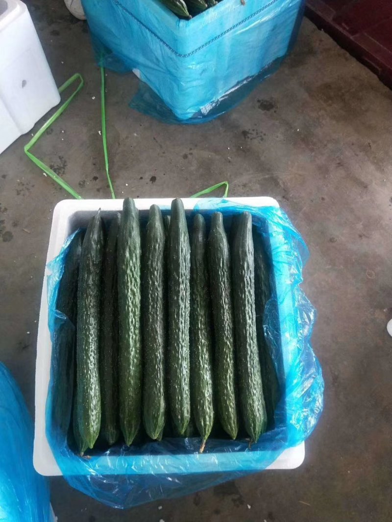精品黄瓜大量上市中，常年供应各大超市、加工厂、各大市场…