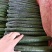 精品黄瓜大量上市中，常年供应各大超市、加工厂、各大市场…