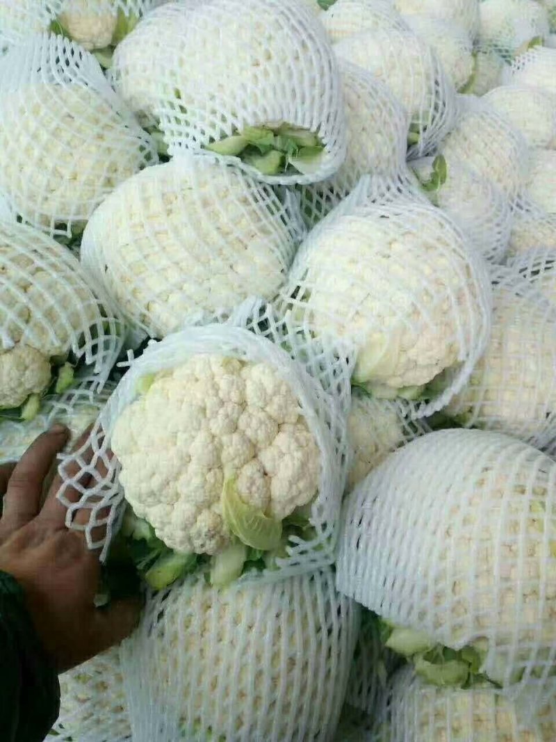 精品菜花大量上市中，常年供应各大市场、超市、加工厂……