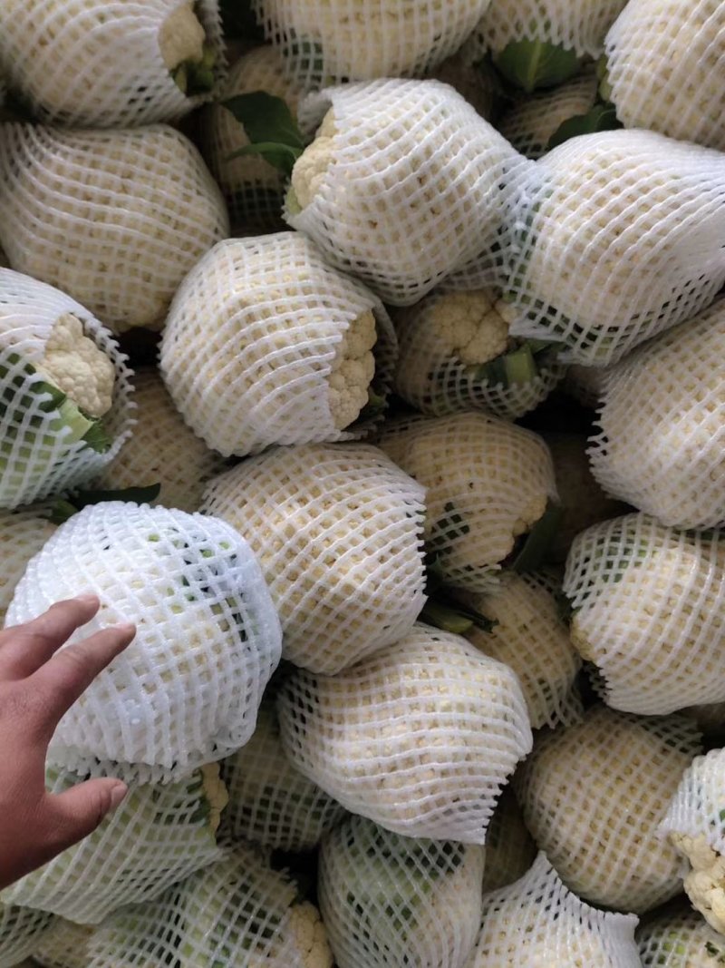 精品菜花大量上市中，常年供应各大市场、超市、加工厂……