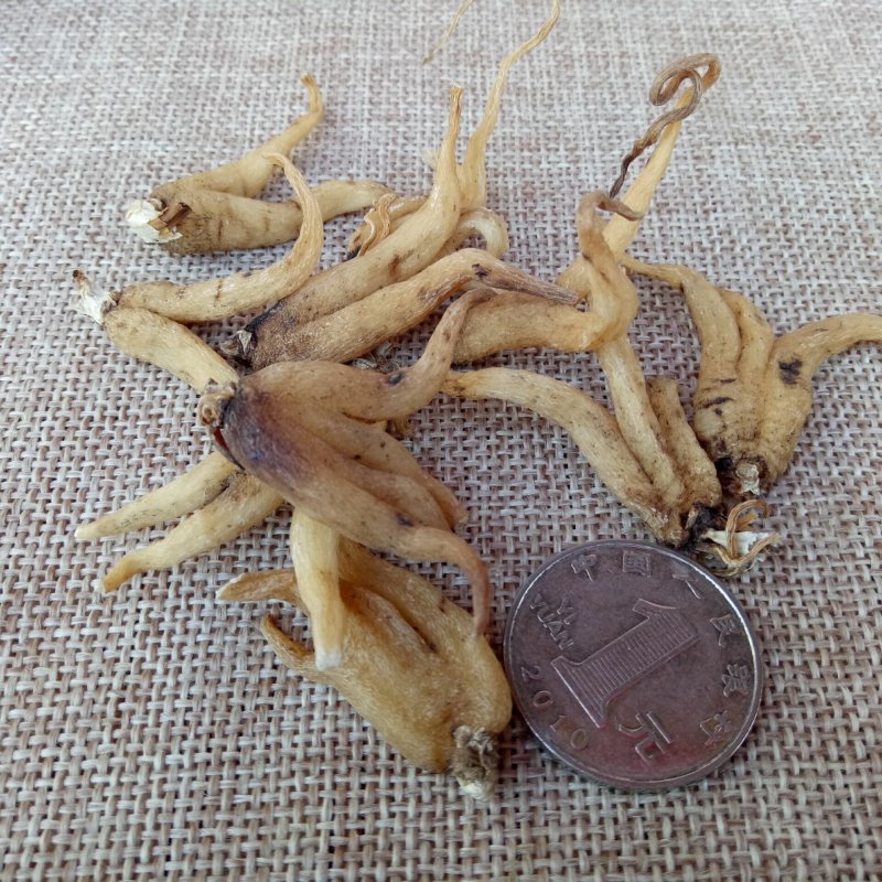 包邮手掌参佛手参供应上千种中药材批发零售