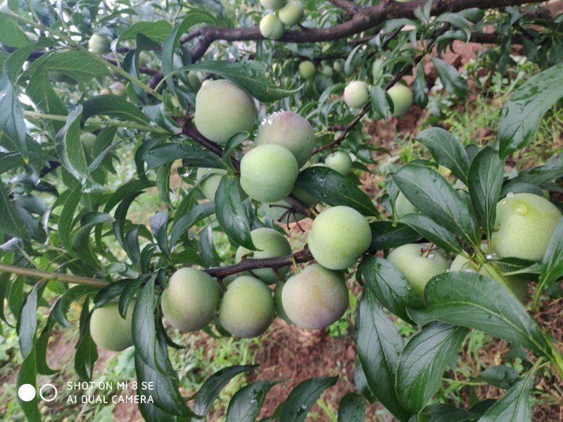 茵红李，半边红