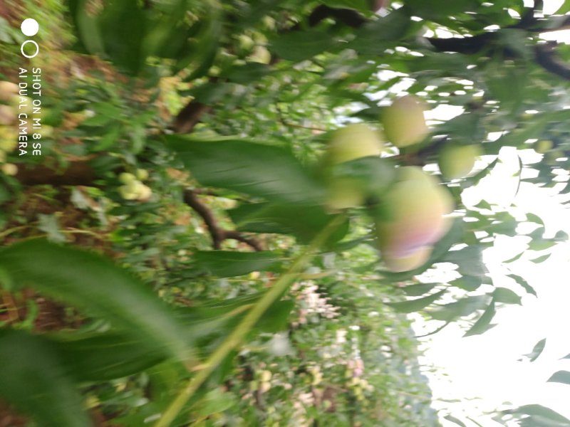 茵红李，半边红