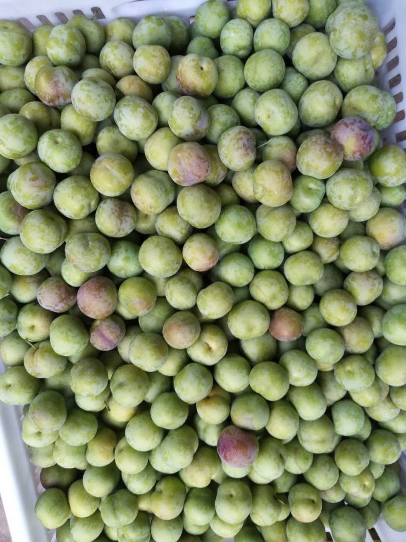茵红李，半边红