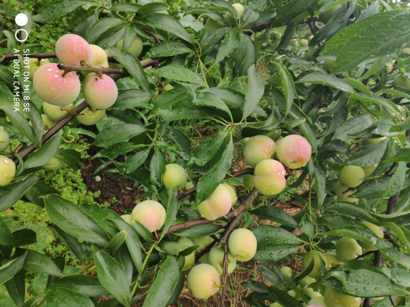 茵红李，半边红
