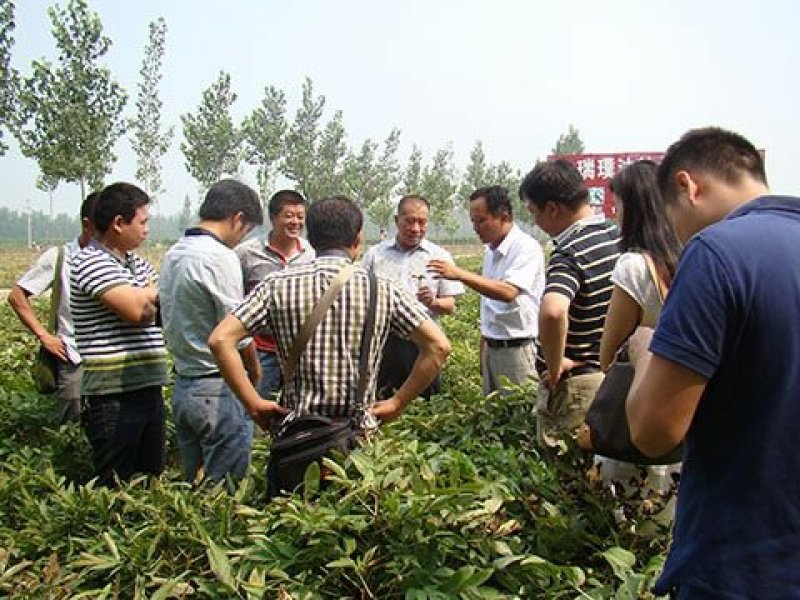 药用赤芍苗，白芍苗，基地直发，保证质量，保成活，现要现挖