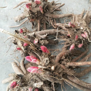 药用赤芍苗，白芍苗，基地直发，保证质量，保成活，现要现挖