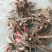 药用赤芍苗，白芍苗，基地直发，保证质量，保成活，现要现挖