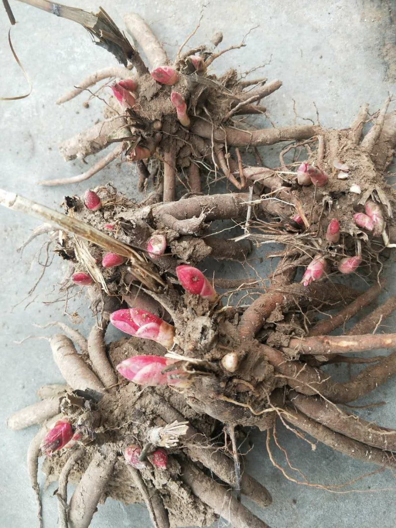 药用赤芍苗，白芍苗，基地直发，保证质量，保成活，现要现挖