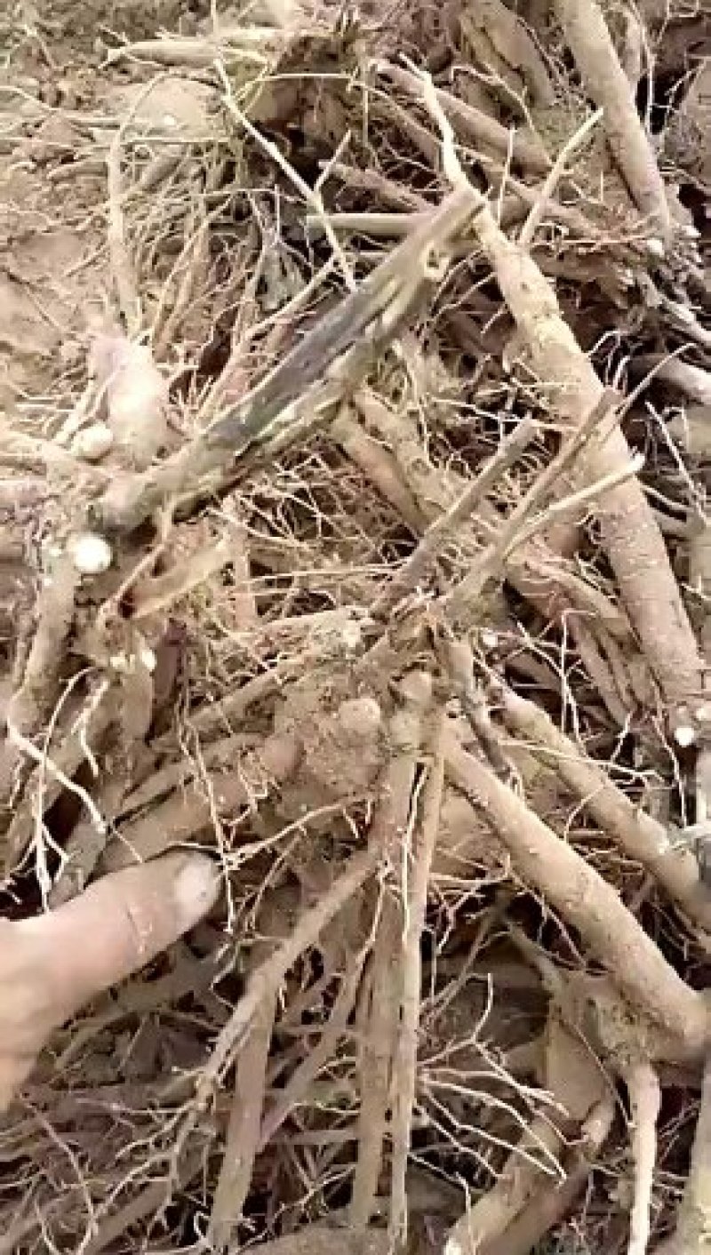 药用赤芍苗，白芍苗，基地直发，保证质量，保成活，现要现挖